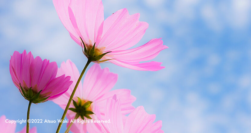Flower Copyright ©2022 Atsuo Waki All Rights Reserved.
